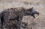 一对一对决：藏獒与鬣狗，非洲二哥能否胜出？