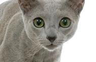 俄罗斯蓝猫：超越英短的神秘品种，你养得起吗？