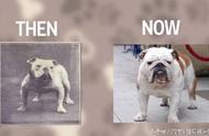 宠物狗的百年变迁：从过去到现在的长相对比