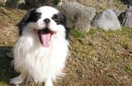 日本犬与北京犬：揭秘它们之间的神秘联系
