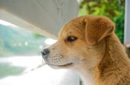 中华田园犬的魅力：聪明可爱却常受歧视，原因何在？