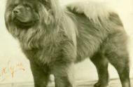 寻根问祖系列（125）：探索松狮犬的历史与起源