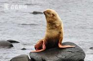 稀有金毛海豹面临生存挑战：专家担忧同伴排斥影响成长