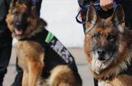 德国牧羊犬：军警首选，家庭宠物饲养者有多少？