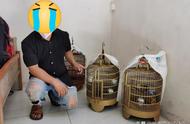 男子在阳江大八珠环附近大山被刑拘，原因竟是捕获8只画眉鸟！