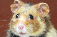 法国投入300万挽救濒临灭绝的仓鼠种群