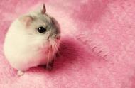 世界上最迷人的仓鼠：两年寿命，完美宠物选择