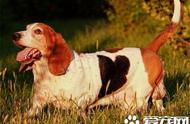 巴吉度猎犬的营养需求：喂食指南与注意事项