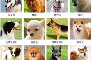 一览无余：178种宠物狗品种图片大全
