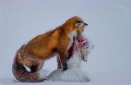 北极狐面临生存危机：海冰消融与赤狐入侵的双重威胁