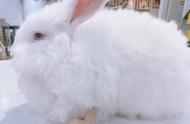芜湖首家安哥拉巨兔体验馆今日盛大开幕！