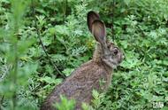 野性贵州：兔年即将来临，你对兔子了解多少？