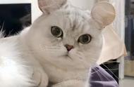 米老猫：卷耳与折耳的完美结合，一只不平凡的猫咪