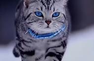 蓝眼美短虎斑猫：迷人的视觉盛宴