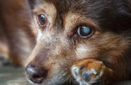 犬类青光眼不容忽视，找出病因是关键，及时治疗是首要任务
