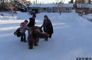 纽芬兰犬：温柔的巨人，用爱心逗乐小孩
