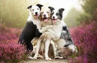 狗狗摄影集锦：展现它们的趣味、可爱与友好