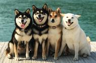 四种颜色的柴犬价格各异，其中一种稀有却并不昂贵！