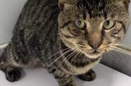 高架桥上的流浪猫：被遗弃后遭遇车祸，获救后的悲伤眼神令人动容