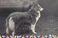 喜乐蒂牧羊犬：一个世纪以来的争议与魅力