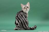 美国短毛猫：美国最出色的猫种之一，其斑纹令人惊叹