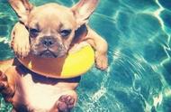 真相揭晓！狗狗真的天生会游泳吗？