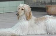 【麒麟新闻】曲靖市公布烈性犬名录及大型犬标准，城区禁养49种犬类