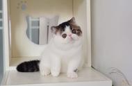十大最温和的猫咪：波斯猫和布偶猫名列其中，你家有吗？