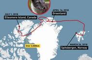 小北极狐长途跋涉7000里，只为寻找美食？