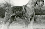 探索家族历史：标准雪纳瑞犬（Standard Schnauzer）篇