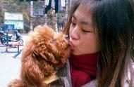 解析：泰迪犬为何在中国大受欢迎？