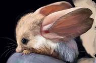 长耳朵跳跳鼠：大自然中的可爱小精灵