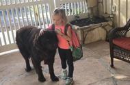 纽芬兰犬热情迎接放学回家的小女孩，温馨瞬间