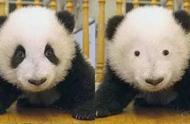 熊猫：可爱外表下的勇猛战士