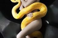 金色蟒蛇：大自然的病态色彩被摒弃，人类审美赋予其新生