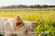 成都官方发布禁养犬种名单，中华田园犬因肩高超过50厘米被禁止饲养！