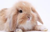 小耳朵的兔子：垂耳兔的魅力