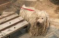 一只全身脏辫的狗狗，其犀利的外貌让人惊艳，主人却称其为匈牙利名犬