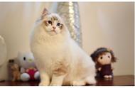 猫科巨兽：揭秘11种体型最大的家猫品种！