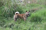 虎斑犬：中国四大名猎犬之一