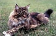 缅因猫：大型猫咪的魅力之选
