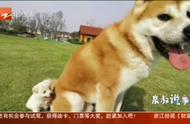 价值30000元的秋田犬被小偷烹煮成美食，主人心痛不已