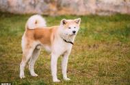 秋田犬与柴犬的六大差异：为何饲养者偏爱后者？
