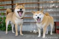 秋田犬与柴犬的性格对比：如何准确区分？