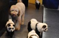 成都：松狮犬的“熊猫狗”变身记