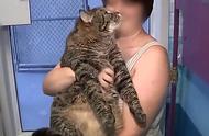 美国胖猫求收养，瘫痪领养网站：肥猫也有春天