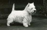 探索家族历史：西高地白梗（West Highland White Terrier）篇
