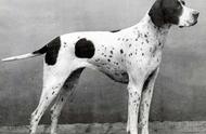 寻根问祖系列（67）：探寻波音达犬的起源与历史