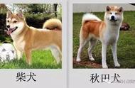 揭秘柴犬与秋田犬的四大显著差异