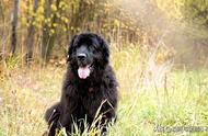 纽芬兰犬：大型犬中的温和派，饲养时需注意哪些事项？
